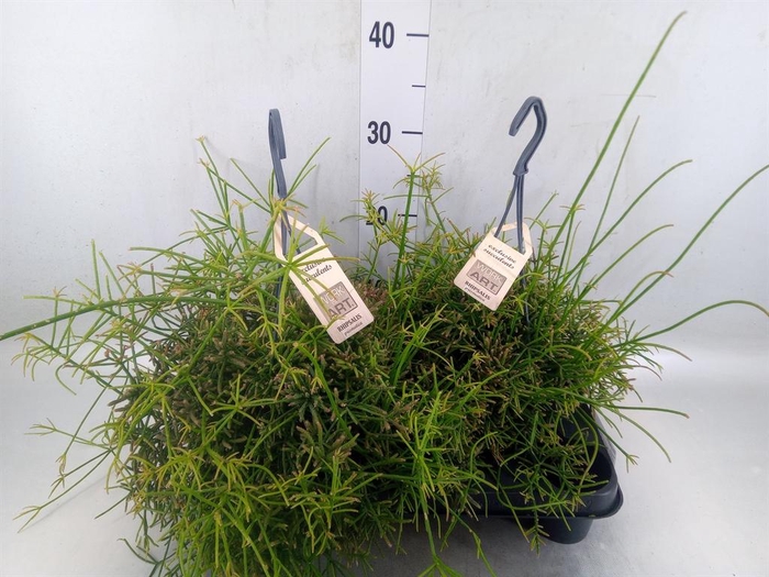 Rhipsalis   ...
