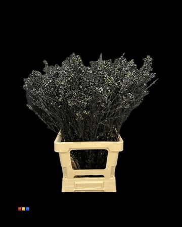 <h4>Waxflower Black</h4>