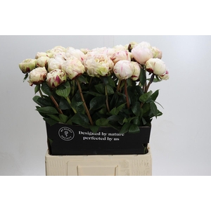 Paeonia Class Act