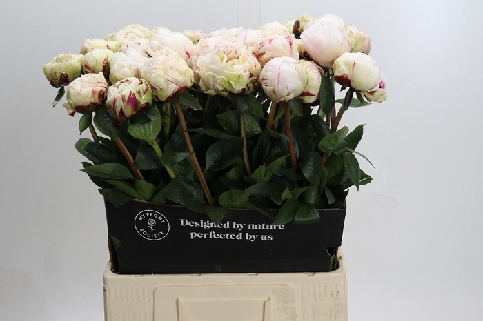 <h4>Paeonia Class Act</h4>