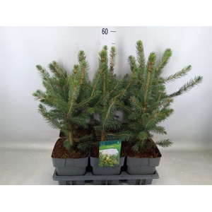 Picea pungens 'Super Blue'