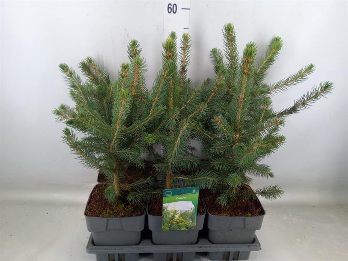 <h4>Picea pungens 'Super Blue'</h4>