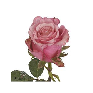 Rosa large ramondo