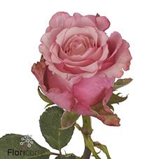 <h4>Rosa large ramondo</h4>