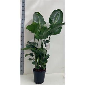 Strelitzia Nicolai 6 planten per pot