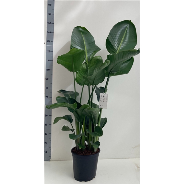 <h4>Strelitzia Nicolai 6 planten per pot</h4>