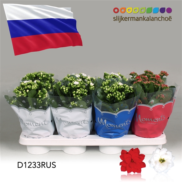 <h4>Kalanchoe Moments - Russia flag</h4>