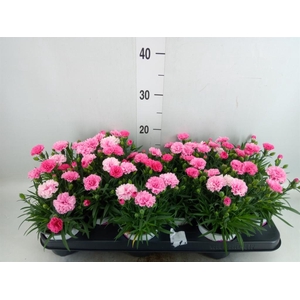 Dianthus  'I Love U'