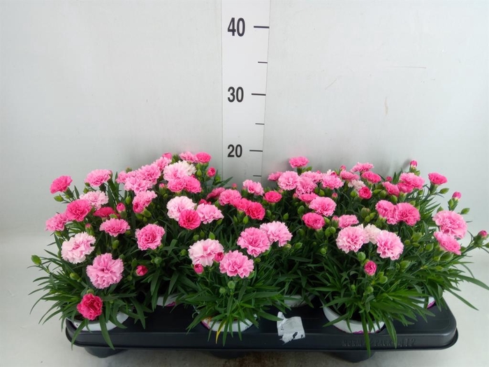 <h4>Dianthus 'I Love U'</h4>