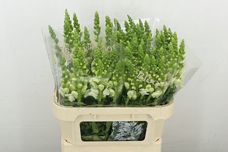 <h4>ANTIR ANTIBES WHITE</h4>