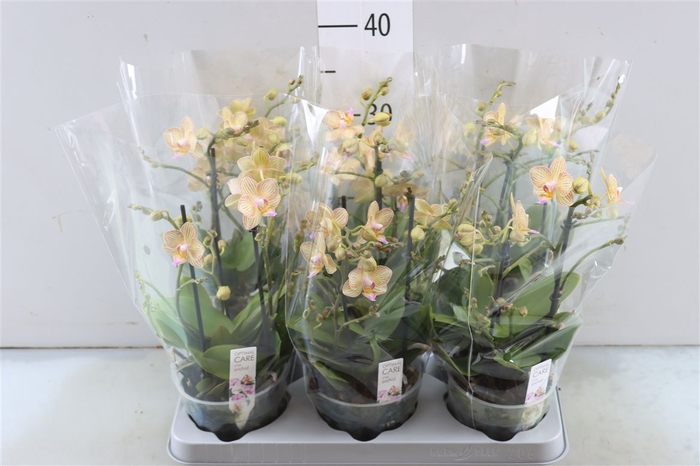 <h4>Phal Boquetto Orange 2+ Tak</h4>