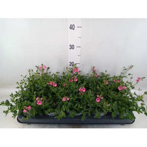 Diascia  'My Darling Berry'