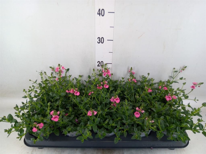 <h4>Diascia 'My Darling Berry'</h4>