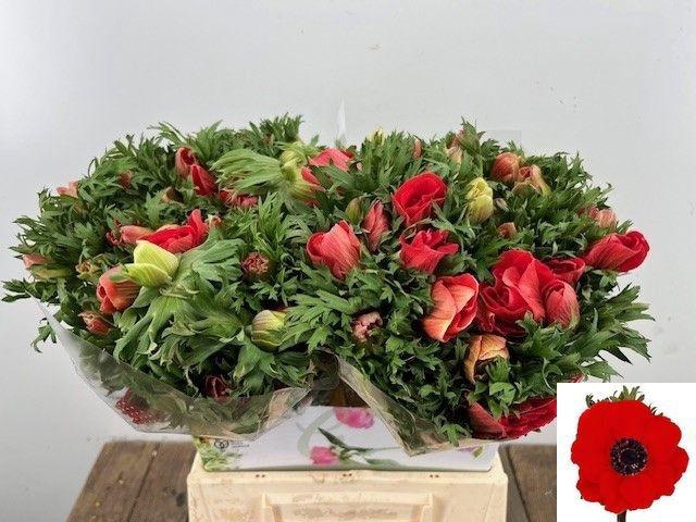 <h4>ANEM CO MAR RED</h4>