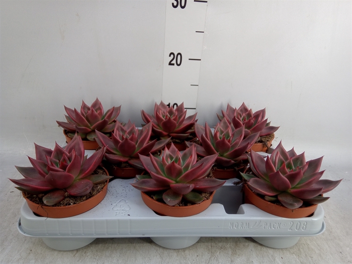 <h4>Echeveria   ...</h4>