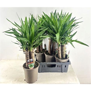 Yucca 3 Pp Caroussel