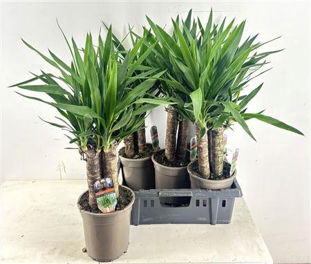 <h4>Yucca 3 Pp Caroussel</h4>