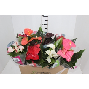 ANTHURIUM VARIADO P15