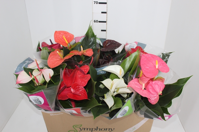 <h4>ANTHURIUM VARIADO P15</h4>