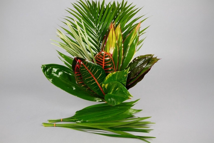 <h4>Tropical (air) Mix</h4>