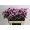 Limonium sinuatum 'Lucia Pink'