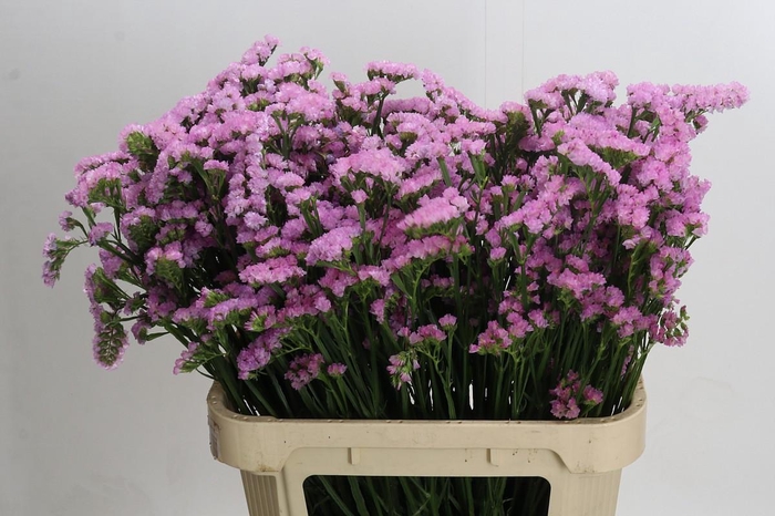 Limonium sinuatum 'Lucia Pink'