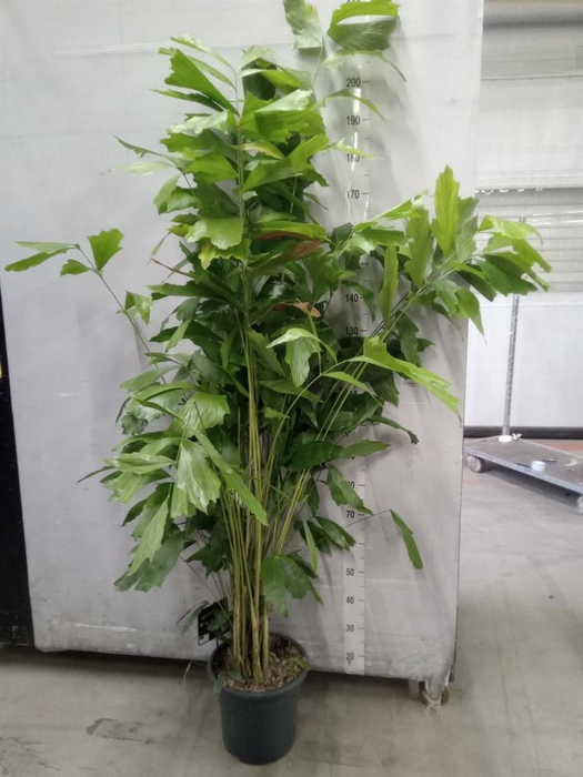 <h4>Caryota mitis</h4>