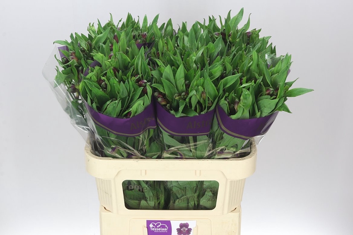 <h4>Alstro Carline Xl</h4>