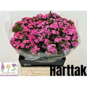 Di Barb Pink