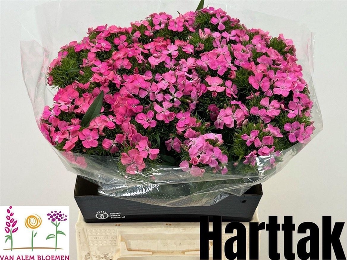 <h4>Di Barb Pink</h4>