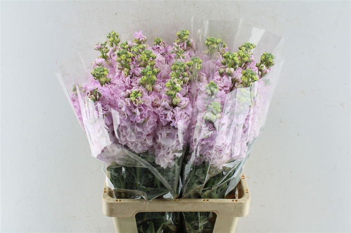 <h4>Matth Iron Light Pink</h4>