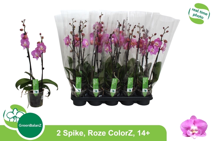 <h4>PHAL OV ROZE</h4>