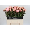 Paeonia Albert Crousse
