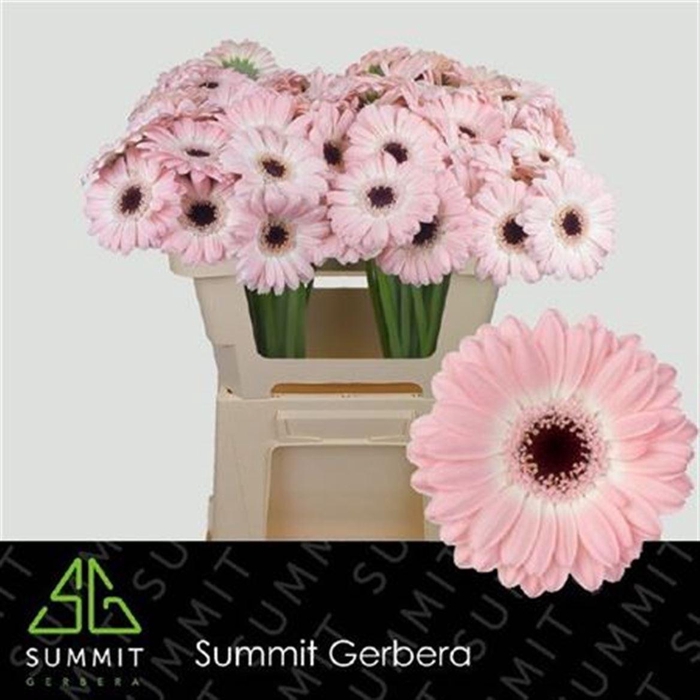 <h4>Ge Mi Dixon</h4>