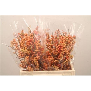Ilex magical daydream