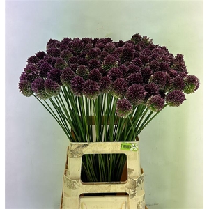 Allium Sphaerocephal