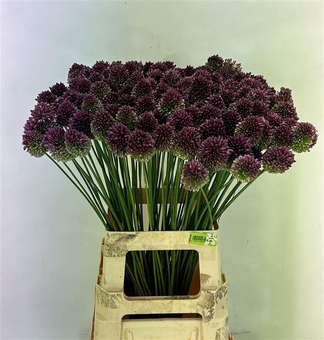 <h4>Allium Sphaerocephal</h4>