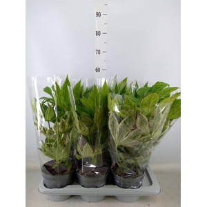 Fatsia japonica 'Variegata'