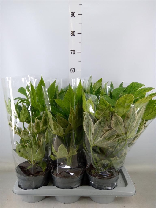 <h4>Fatsia japonica 'Variegata'</h4>