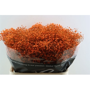 Gyps Grof Orange (dip)