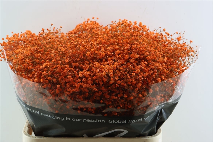 <h4>Gyps Grof Orange (dip)</h4>