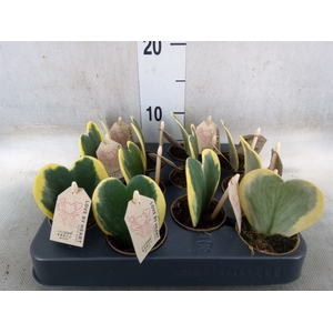 Hoya kerrii