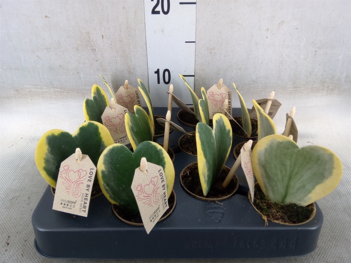 <h4>Hoya kerrii</h4>