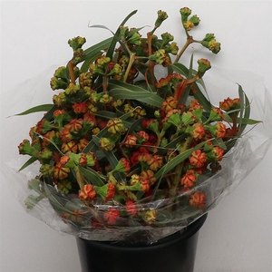 Euca Cardinale 300gr