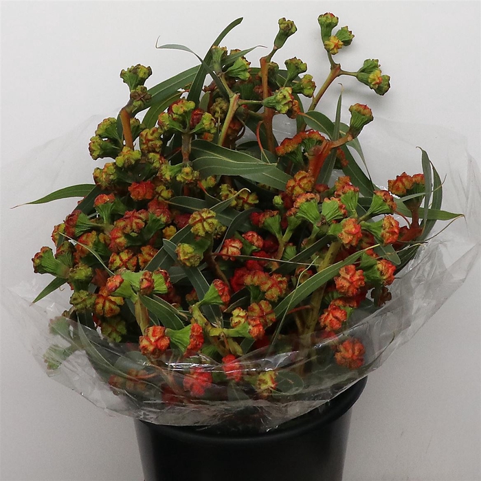 <h4>Euca Cardinale 300gr</h4>