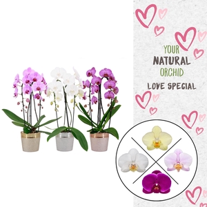 Phal. 2 spike Cascade Love Mix in keramiek