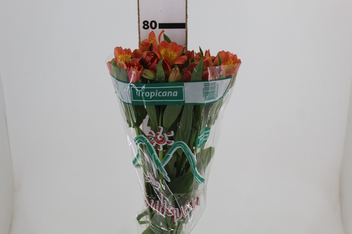 <h4>ALSTROEMERIA TROPICANA 080 CM</h4>