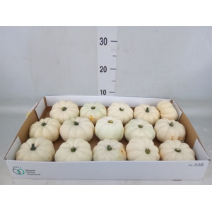 Cucurbita