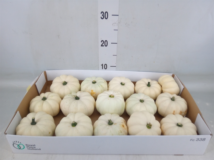 <h4>Cucurbita</h4>
