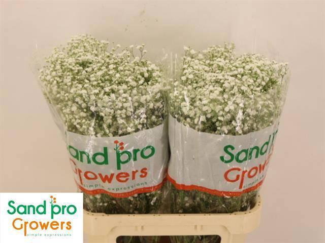 <h4>GYPS PA XLENCE</h4>